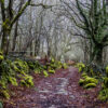 carreiro Ribeira Sacra