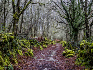 carreiro Ribeira Sacra
