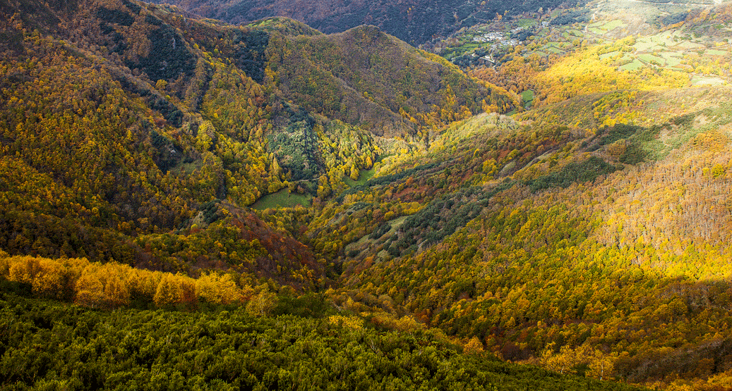 Devesa da Rogueira a tope de color Devesa da Rogueira en Otoño Espectacular mosaico de colores otoñal formado por la variedad de especies arbóreas que pueblan la Devesa da Rogueira, uno de los entornos naturales con más biodiversidad de Galicia.
