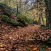 El otoño en el interior del Faial da Pintinidoira, el hayedo más occidental de Europa. Lugo