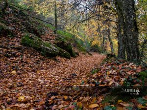El otoño en el interior del Faial da Pintinidoira, el hayedo más occidental de Europa. Lugo