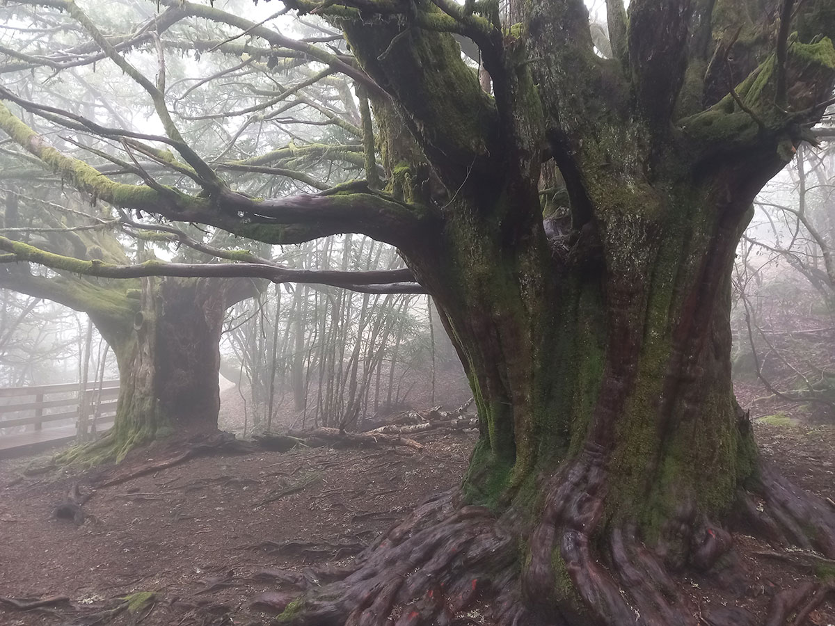 El Tejedelo. Sanabria